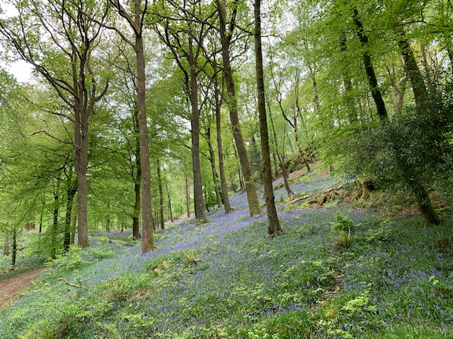 Neaum Crag Estate - Holiday Lodges & Apartments set in Eighteen Acres of pristine Lake District Woodland